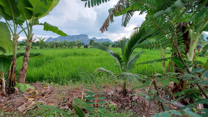 สวนกล้วยริมทุ่งนา มองเห็นภูเขาหินปูน